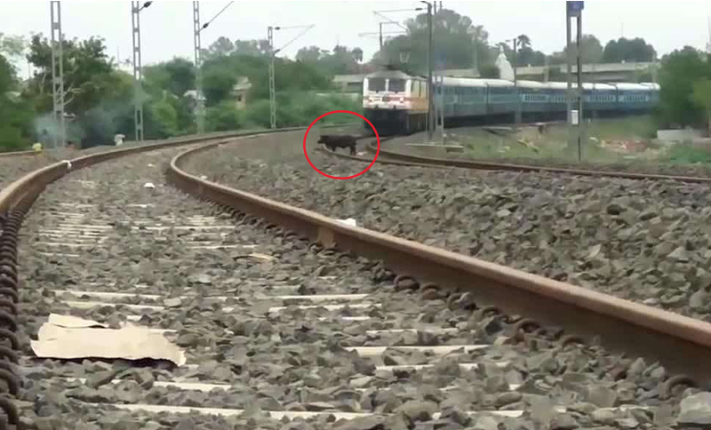 鐵路軌道異物入侵.jpg